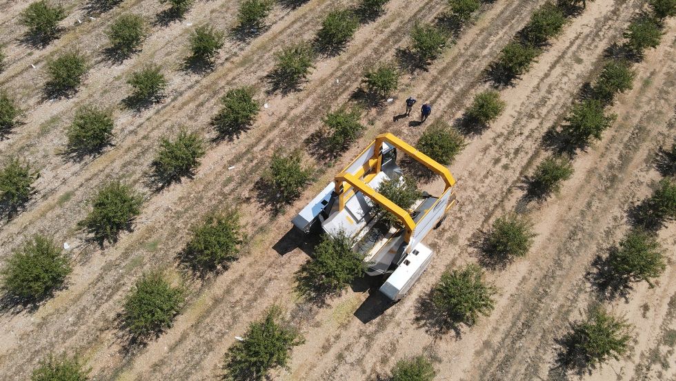 plantación de pistachos