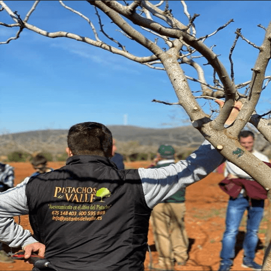 Asesoramiento pistacho