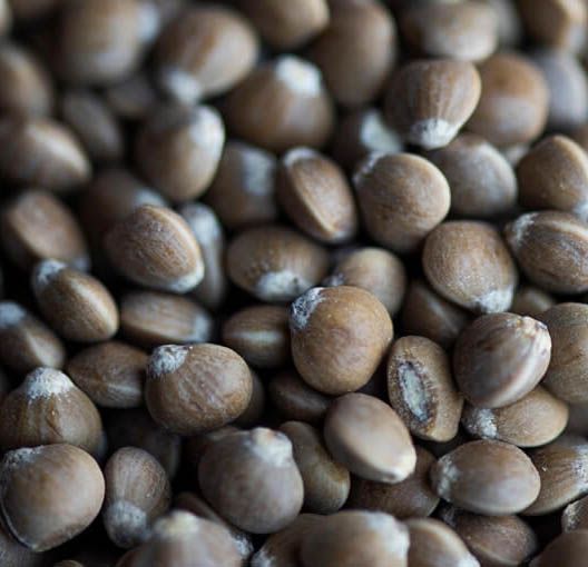 Semilla Pistachos