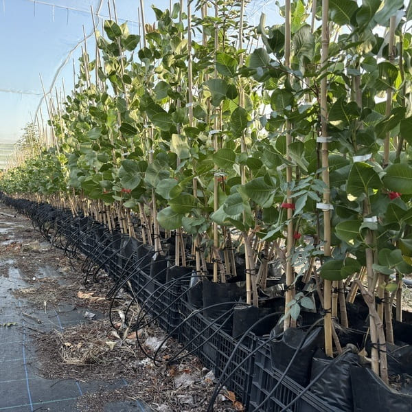 Comprar árbol de pistacho