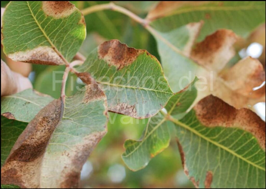 Enfermedades del Pistacho: síntomas y tratamiento Alternaria pistacho 2