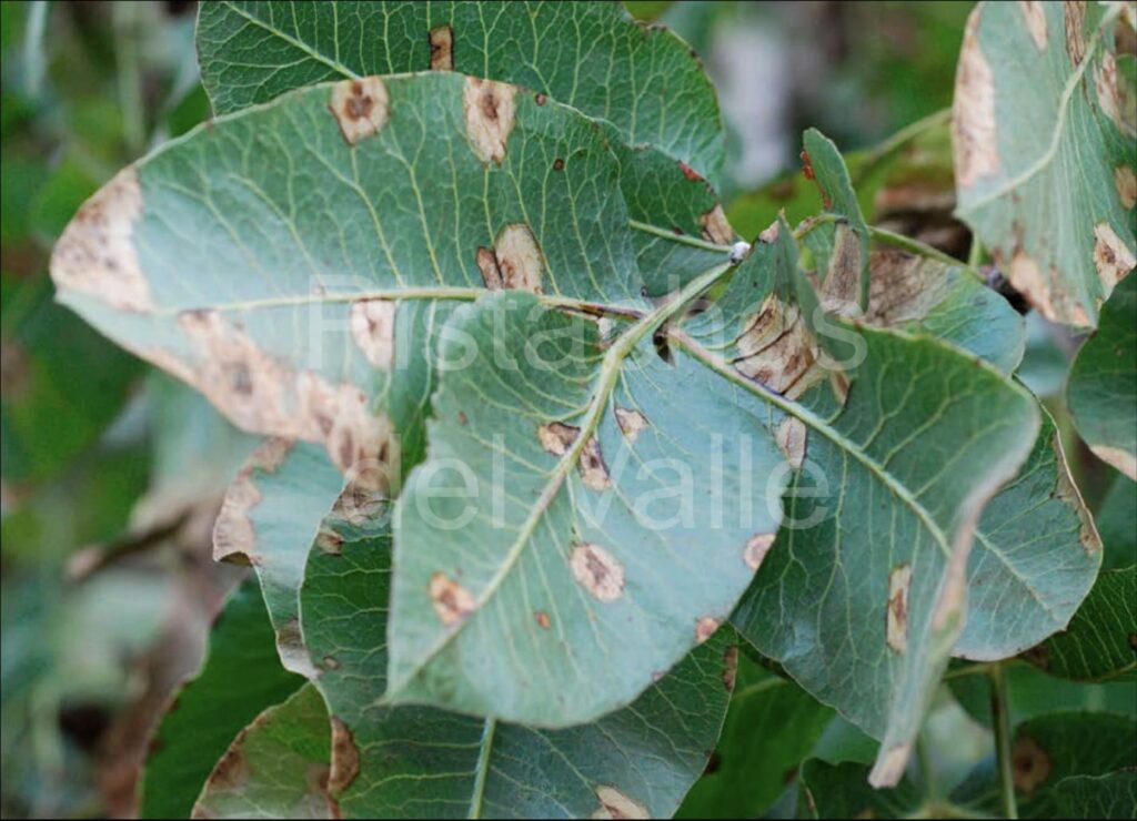 Enfermedades del Pistacho: síntomas y tratamiento Botriosfera en el Pistacho