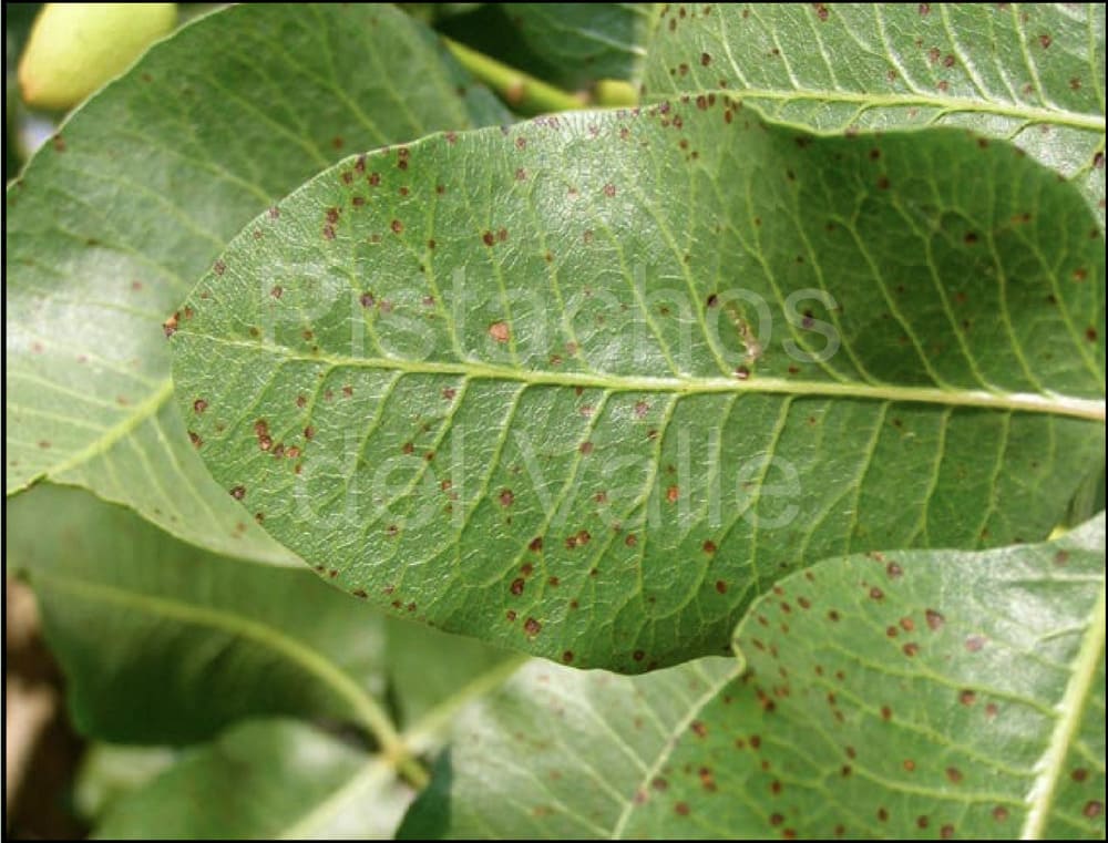 Enfermedades del Pistacho: síntomas y tratamiento Septoria en el Pistacho