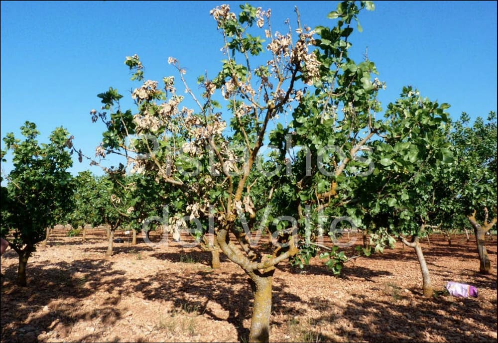 Enfermedades del Pistacho: síntomas y tratamiento Verticilosis en el pistacho