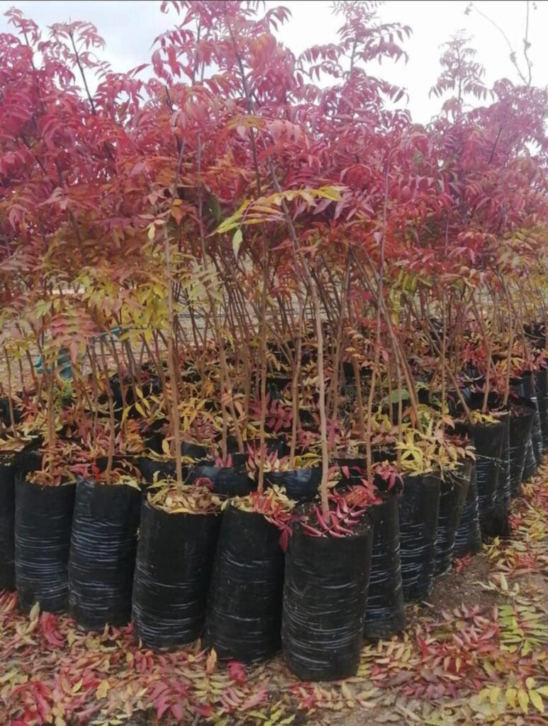Guía de plantación de pistacho: planta hoy, cosecha el futuro Guia de plantacion de pistacho2