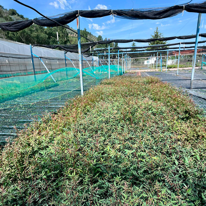 Portainjerto de pistacho en Alveolo
